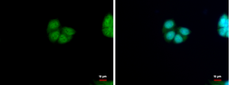 Anti-HRSP12 antibody used in Immunocytochemistry/ Immunofluorescence (ICC/IF). GTX119107