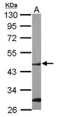 Anti-POFUT1 antibody [N1C1] used in Western Blot (WB). GTX119122