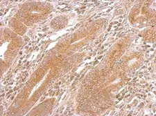 Anti-DNAJB5 antibody used in IHC (Paraffin sections) (IHC-P). GTX119124