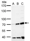 Anti-FBXW8 antibody used in Western Blot (WB). GTX119130