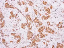 Anti-MOCS3 antibody [N3C3] used in IHC (Paraffin sections) (IHC-P). GTX119140