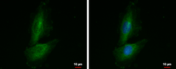 Anti-PRR16 antibody used in Immunocytochemistry/ Immunofluorescence (ICC/IF). GTX119153