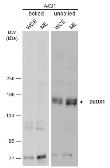 Anti-DUOX1 antibody [N1N3] used in Western Blot (WB). GTX119160