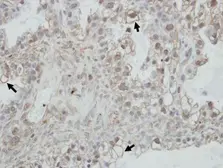 Anti-PCDHGC4 antibody [N1N2], N-term used in IHC (Paraffin sections) (IHC-P). GTX119180
