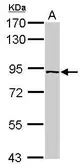 Anti-PLEKHH3 antibody [N1N2], N-term used in Western Blot (WB). GTX119221