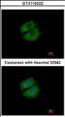Anti-RUFY1 antibody [N2C2], Internal used in Immunocytochemistry/ Immunofluorescence (ICC/IF). GTX119222