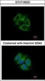 Anti-RUFY1 antibody [N3C3] used in Immunocytochemistry/ Immunofluorescence (ICC/IF). GTX119223