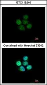 Anti-ZNF587 antibody used in Immunocytochemistry/ Immunofluorescence (ICC/IF). GTX119240