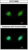 Anti-GABPB2 antibody [N1N3] used in Immunocytochemistry/ Immunofluorescence (ICC/IF). GTX119260