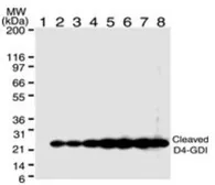 Anti-D4 GDI (cleaved specific) antibody [97A1015] used in Western Blot (WB). GTX11927