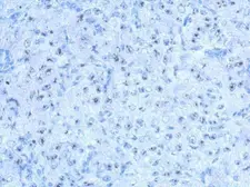Anti-SALF antibody used in IHC (Paraffin sections) (IHC-P). GTX119304
