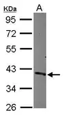 Anti-CDC37L1 antibody [N3C3] used in Western Blot (WB). GTX119311
