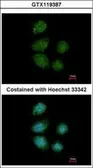 Anti-PIWIL4 antibody [C2C3], C-term used in Immunocytochemistry/ Immunofluorescence (ICC/IF). GTX119387