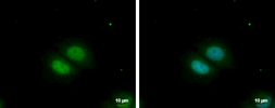 Anti-RBM22 antibody used in Immunocytochemistry/ Immunofluorescence (ICC/IF). GTX119443