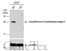 Anti-Glutathione S-transferase kappa 1 antibody [N1C2] used in Western Blot (WB). GTX119447