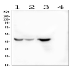 Anti-INDOL1 antibody used in Western Blot (WB). GTX11947