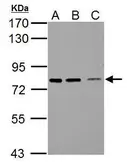 Anti-SSX2IP antibody used in Western Blot (WB). GTX119541