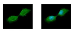 Anti-SEPT12 antibody used in Immunocytochemistry/ Immunofluorescence (ICC/IF). GTX119571