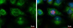 Anti-SDCCAG8 antibody used in Immunocytochemistry/ Immunofluorescence (ICC/IF). GTX119588