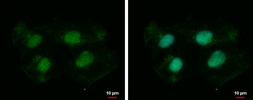 Anti-DZIP1 antibody used in Immunocytochemistry/ Immunofluorescence (ICC/IF). GTX119642