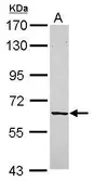 Anti-FPGT antibody used in Western Blot (WB). GTX119706