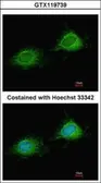 Anti-PITRM1 antibody used in Immunocytochemistry/ Immunofluorescence (ICC/IF). GTX119739