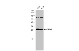 Anti-SLD5 antibody [N1C3] used in Western Blot (WB). GTX119779