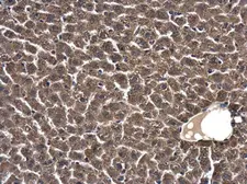 Anti-SKA1 antibody used in IHC (Paraffin sections) (IHC-P). GTX119803
