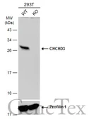 Anti-CHCHD3 antibody [N1C3] used in Western Blot (WB). GTX119821