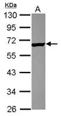 Anti-Tektin 4 antibody [N1N3] used in Western Blot (WB). GTX119852