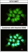 Anti-THOC7 antibody used in Immunocytochemistry/ Immunofluorescence (ICC/IF). GTX119877