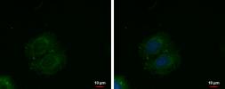 Anti-C4orf23 antibody used in Immunocytochemistry/ Immunofluorescence (ICC/IF). GTX119915