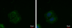 Anti-C4orf23 antibody used in Immunocytochemistry/ Immunofluorescence (ICC/IF). GTX119915
