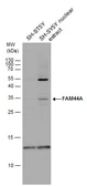 Anti-FAM44A antibody used in Western Blot (WB). GTX119946