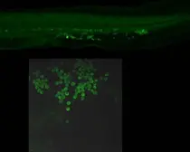 Anti-SNF8 antibody used in IHC (Whole mount) (IHC-Wm). GTX119948