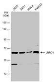 Anti-LRRC1 antibody used in Western Blot (WB). GTX119959