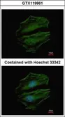 Anti-C8orf48 antibody used in Immunocytochemistry/ Immunofluorescence (ICC/IF). GTX119961
