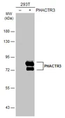 Anti-PHACTR3 antibody used in Western Blot (WB). GTX119979
