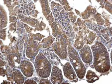 Anti-PLSCR4 antibody used in IHC (Paraffin sections) (IHC-P). GTX120007