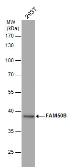 Anti-FAM50B antibody used in Western Blot (WB). GTX120020