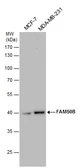 Anti-FAM50B antibody used in Western Blot (WB). GTX120020