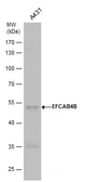 Anti-EFCAB4B antibody used in Western Blot (WB). GTX120035