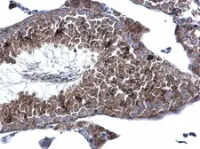 Anti-KATNAL1 antibody [C1C3] used in IHC (Paraffin sections) (IHC-P). GTX120095