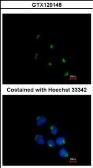 Anti-GCC1 antibody [C1C3] used in Immunocytochemistry/ Immunofluorescence (ICC/IF). GTX120148