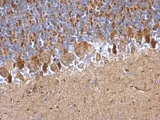 Anti-PDDC1 antibody used in IHC (Paraffin sections) (IHC-P). GTX120176