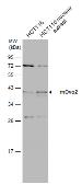 Anti-OVOL2 antibody used in Western Blot (WB). GTX120220