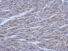 Anti-FCHO1 antibody [C1C3] used in IHC (Paraffin sections) (IHC-P). GTX120231