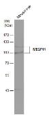 Anti-MEGF11 antibody used in Western Blot (WB). GTX120233