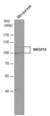 Anti-MEGF11 antibody used in Western Blot (WB). GTX120233