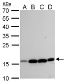 Anti-MRPL42 antibody used in Western Blot (WB). GTX120260